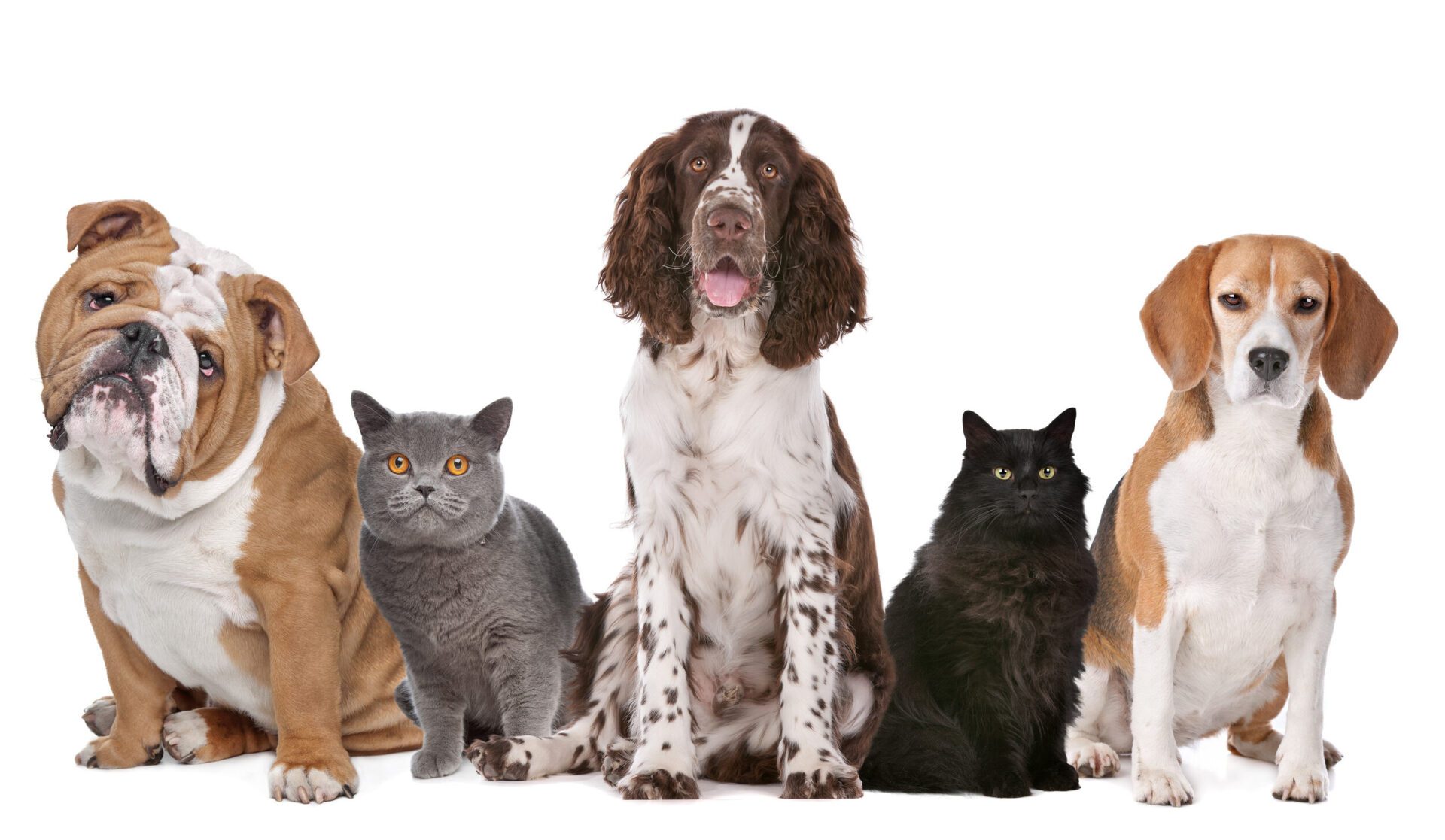 3+dogs+with+2+cats dogs of all sizes and breeds are welcome at Nexus Luxury Apartments in Virginia Beach, VA