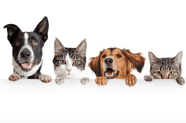 Pet Friendly Apartments Pet Friendly Apartments-Boyd Homes